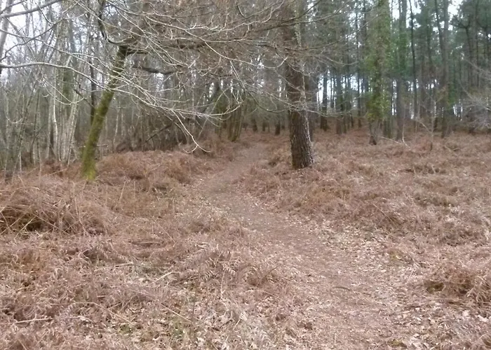 Ferienhaus Les Calicots Sanguinet